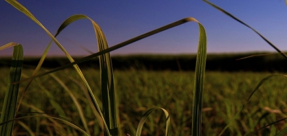 Raízen inicia campanha anual de prevenção a incêndios em canaviais