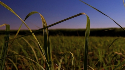Raízen inicia campanha anual de prevenção a incêndios em canaviais