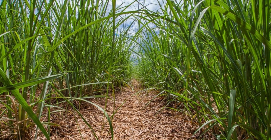 Safra de cana-de-açúcar do Brasil deve cair (Foto: Daniel Popov)