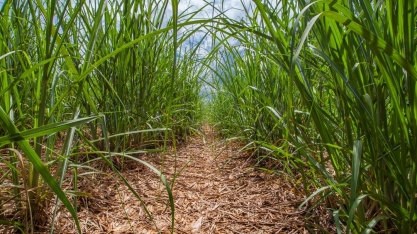 Tecnologia é aposta do setor para enfrentar queda na safra de cana