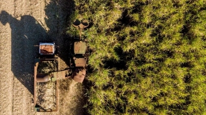 Produtividade dos canaviais do centro-sul cai 16,6% em abril