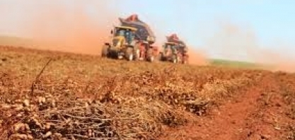 União Europeia flexibiliza regras para exportação de amendoim brasileiro