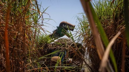 Produção de açúcar deve crescer na safra de cana 2025/26, diz Datagro