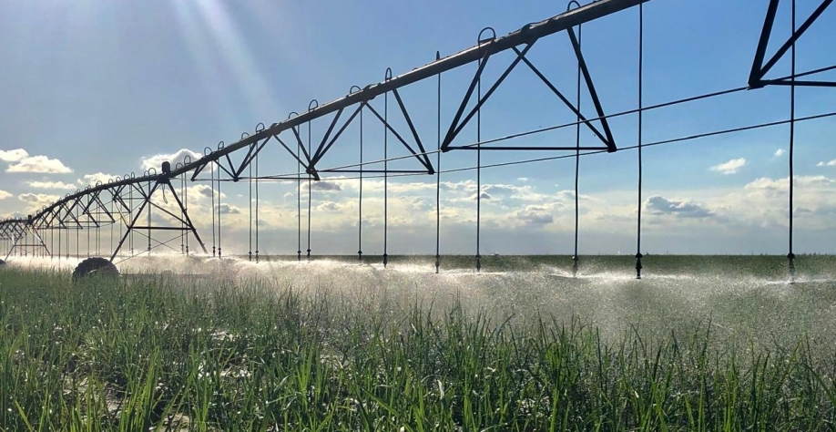 Irrigação altera microclima das áreas, tornando o canavial mais suscetível ao estabelecimento de doenças. Por conta disso, uso de variedades resistentes é ainda mais importante.   Foto: Arquivo CanaOnline