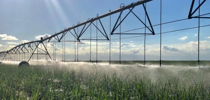 As características mais importantes para as variedades que serão utilizadas em canaviais irrigados