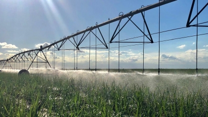 As características mais importantes para as variedades que serão utilizadas em canaviais irrigados