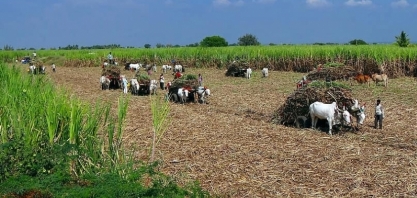 USDA: Índia terá alta de 46% na produção de etanol, mas E20 não será alcançado