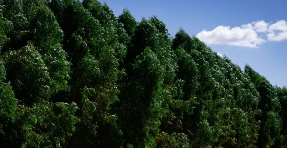 Áreas de cultivo de eucalipto da Cargill estão situadas em um raio de até 130 quilômetros das plantas da empresa — Foto: Wenderson Araujo/Trilux