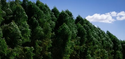 Para atender demanda por biomassa, Cargill quer ampliar área de eucalipto para 40 mil hectares