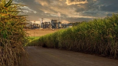 Moagem canavieira atinge 56,96 milhões de toneladasna reta final da safra no Norte e Nordeste