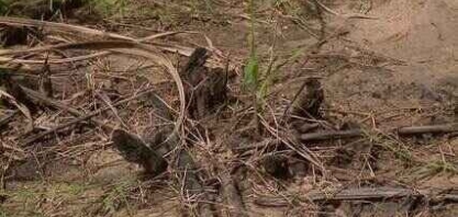 Com pouca chuva no início do ano, expectativa é de redução na produção da cana-de-açúcar