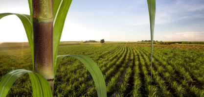 Agropéu publica seu primeiro Relatório de Sustentabilidade