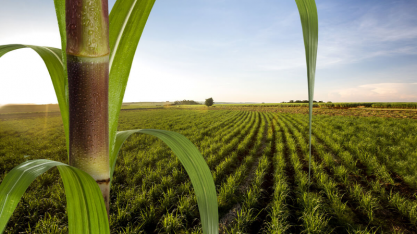 Agropéu publica seu primeiro Relatório de Sustentabilidade