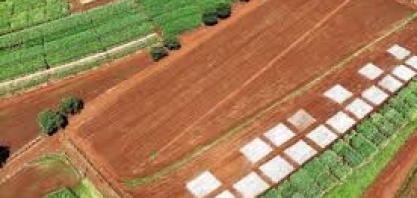 Allplant apresenta tecnologias inovadoras para cana-de-açúcar no Cana Show IAC 2025