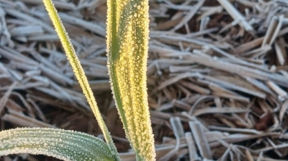 Geada atinge canaviais no interior paulista e exige replanejamento estratégico da colheita