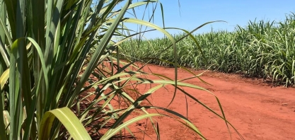Cana-de-açúcar na Bahia e laranja em Sergipe entram na lista de produtos com bônus do PGPAF em junho