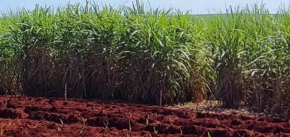 TMF Fertilizantes apresenta tecnologias de alta performance para cana-de-açúcar no Cana Show – IAC