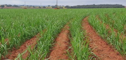 Cana-de-açúcar ganha protagonismo nos 138 anos do Instituto Agronômico