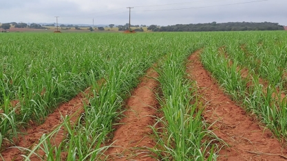 Cana-de-açúcar ganha protagonismo nos 138 anos do Instituto Agronômico