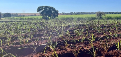 Estudo da Esalq aponta que práticas de manejo eficientes contribuem para mitigar emissões de óxido nitroso