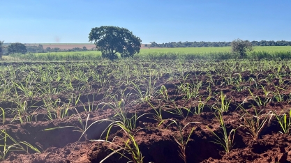 Estudo da Esalq aponta que práticas de manejo eficientes contribuem para mitigar emissões de óxido nitroso