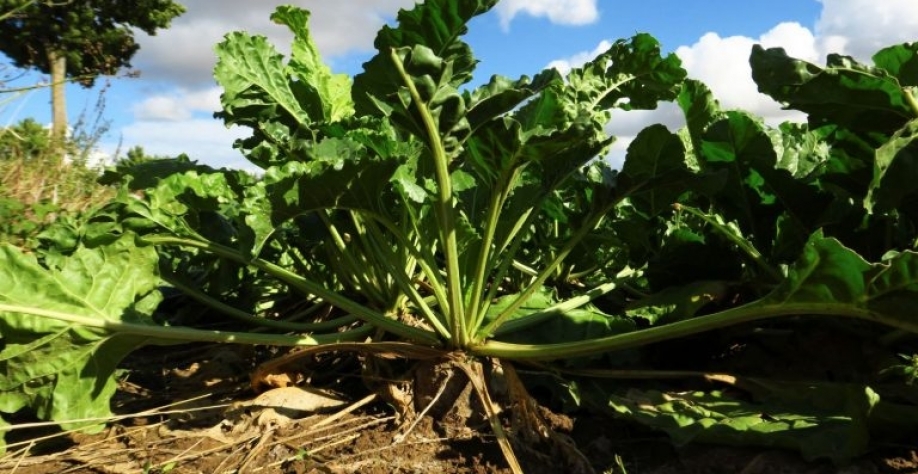 Beterraba sacarina em um campo em Vis-en-Artois, França. Reuters