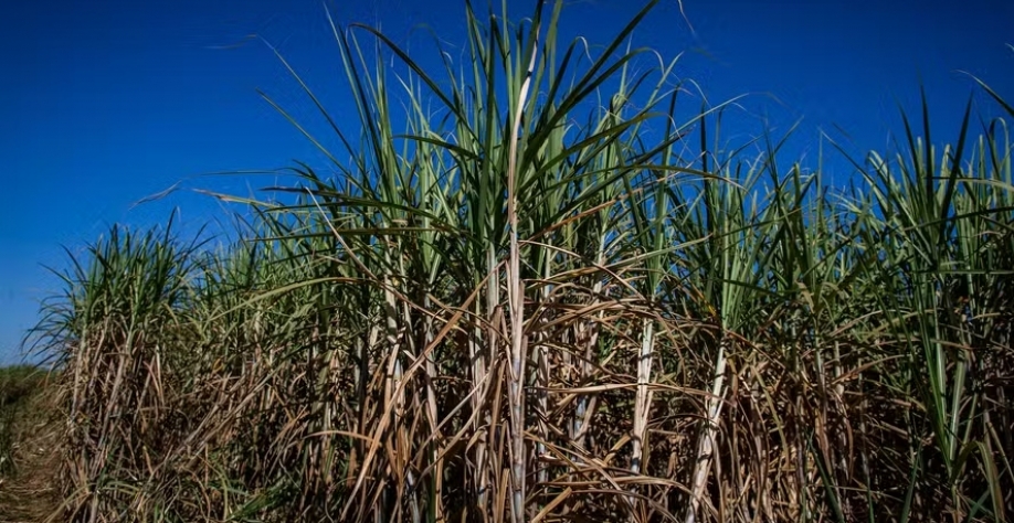 Preço do açúcar derrete em mais de 6% na bolsa de Nova York — Foto: Wenderson Araújo/CNA
