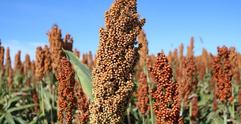 Lavoura de sorgo granífero em Bandeirantes, Mato Grosso do Sul. Foto: Sandra Brito