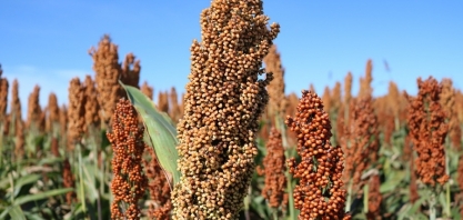 Etanol: sorgo granífero traz segurança para segunda safra no Mato Grosso do Sul