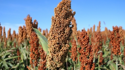 Etanol: sorgo granífero traz segurança para segunda safra no Mato Grosso do Sul