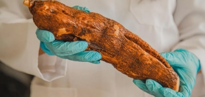 Mandioca açucarada é alternativa para produção de bioetanol, aponta pesquisa