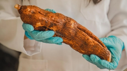 Mandioca açucarada é alternativa para produção de bioetanol, aponta pesquisa