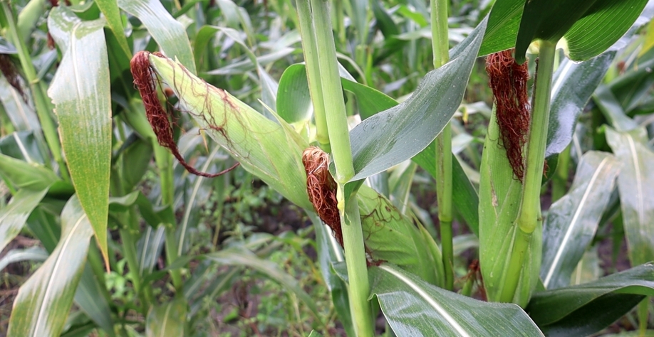 Com o fim da colheita, a área será novamente utilizada para o cultivo da cana-de-açúcar - Foto: BCCOM Comunicação