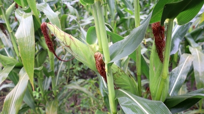 Usina Santa Maria promove plantio de milho e beneficia trabalhadores rurais em Porto Calvo