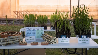 As inovações na produção de mudas que têm transformado o plantio da cana fizeram sucesso no Cana Show-IAC