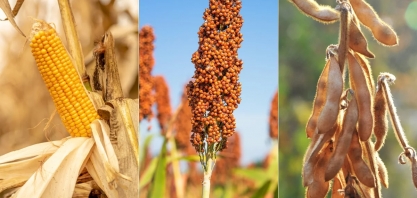 Milho, soja e sorgo ampliam projeção de safra do país, estimada em 336 mi de toneladas
