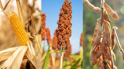 Milho, soja e sorgo ampliam projeção de safra do país, estimada em 336 mi de toneladas