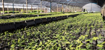 Viveiros mantidos pela Tereos produzem mais de 1 milhão de mudas de árvores nativas
