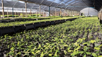 Viveiros mantidos pela Tereos produzem mais de 1 milhão de mudas de árvores nativas