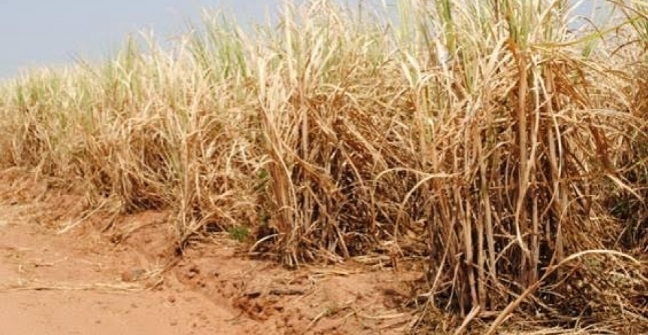Final do ciclo é o momento em que a planta “passa mais sede” e, por conta disso, responderá melhor ao aporte de água. Foto: Banco de imagens