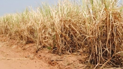 Irrigação no início, meio ou final do ciclo? Conheça os benefícios da ferramenta em cada trecho da safra