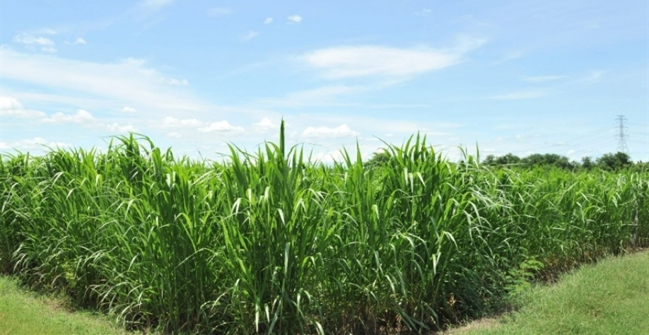 A projeção para 2025 indica queda de 4% nas vendas de etanol combustível - Foto: Canva