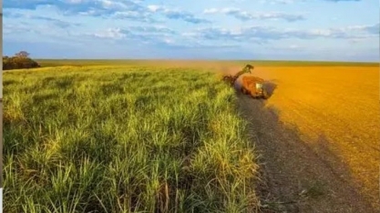 Moagem canavieira atinge 56,96 milhões de toneladas na reta final da safra no Norte e Nordeste