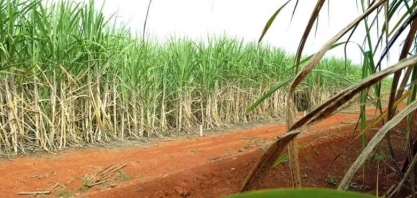 Safra 2025/26 deve garantir produção recorde de açúcar em Mato Grosso, aponta Imea