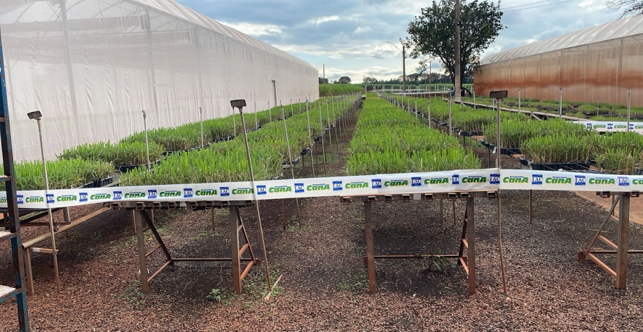  Área de produção de muda pré-brotada será uma das atrações do Cana Show-IAC2025