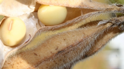 Pedido do agro, B15 vai demandar mais 700 mil toneladas de soja, estima Ubrabio