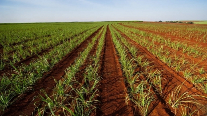  ORPLANA recebe apoio de associações em defesa do CONSECANA-SP