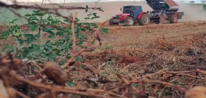 Amendoim ganha espaço nas lavouras brasileiras