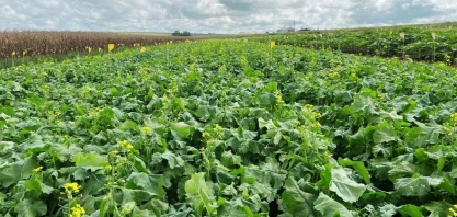 Embrapa aposta na canola tropical como alternativa para produção de biodiesel
