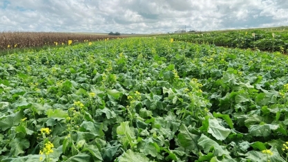 Embrapa aposta na canola tropical como alternativa para produção de biodiesel